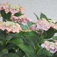 紫陽花