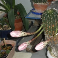 サボテンの花２０