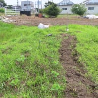 加瀬さんの畑、で大豆、落花生、サトイモなどに挑戦