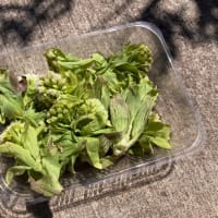 庭の山菜