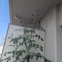 家庭菜園