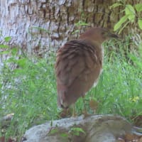 ミゾゴイ・何かいる？（野鳥動画）