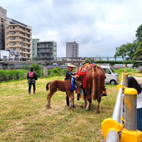 チャグチャグ馬コ2025