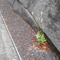 長実雛芥子〜ナガミヒナゲシ