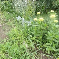 夏花壇にリメイク