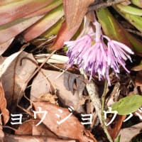 春への誘い―ショウジョウバカマ
