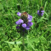 今日も向島百花園です