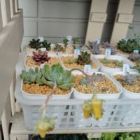 【　多肉植物　花の薔薇　】