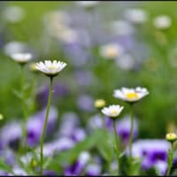 「鼻高展望花の丘」で咲く花々