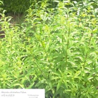 六月の薬用植物園は香りの劇場・・・
