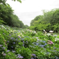～あじさいの花が見頃です～