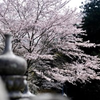 桜咲く小さな神社-奈良県奈良市：柳生町
