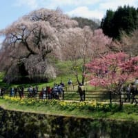 宇陀の又兵衛桜