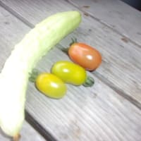 今日も何もできそうになく