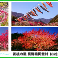 花桃の里　花香る癒しの散策路　長野県阿智村月川温泉郷
