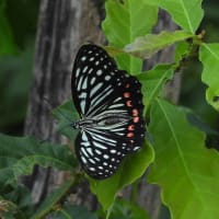 赤星胡麻斑(アカボシゴマダラ)は初めて見た