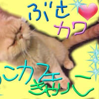 ★新宿ねこカフェ★