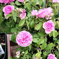 今年の薔薇