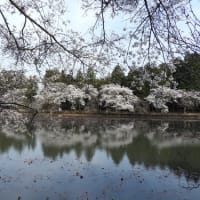水戸の池がある公園