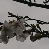 雨で桜心配