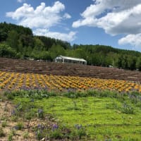 北海道旅行〜富良野のラベンダー💕〜