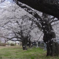 「軽井沢周辺」西軽井沢・医療センター・桜のトンネル～写真と短歌で綴る世界文化紀行