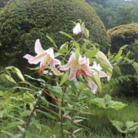 ヤマユリの季(不思議な花)
