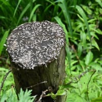 くりん草園