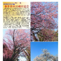 花巡り「梅－351」　幸手市中川崎付近②