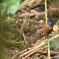 サンコウチョウ
