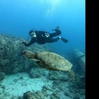ハワイ、オアフ島のダイビングショップを盛り立ててください！