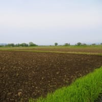 田圃をトラクターで起す