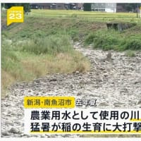 「スーパーに米がない！」・・・日本政府、飼料米生産で補助金制度！・・・政府政策が未熟（後先を考えないのか？！）・・・。