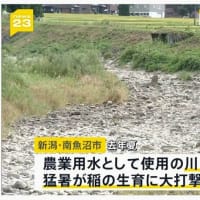 スーパーに米がない！・・・飼料米生産で補助金制度！・・・政府政策が未熟（後先を考えないのか？！）・・・。