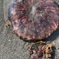 強風後の浜にアカクラゲにアメフラシの卵