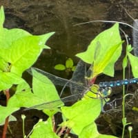 ギンヤンマ（銀蜻蜓）の産卵と交尾など