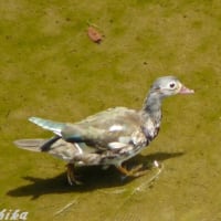 エクリプスのオシドリ