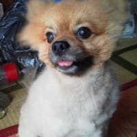犬、飼いたいな。