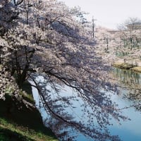 今年は桜と会えた(^^)写真集