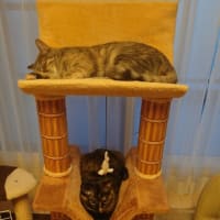 キャットタワー増設です