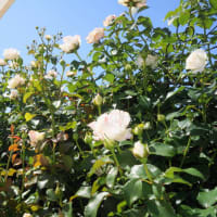 つるバラ「クンツァイト」 と 「フロレンティーナ」の開花