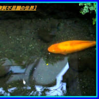 🐉🌈〖日蓮大聖人〗由来の清流に【🙏菩薩様）出現❢❢