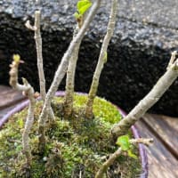 五月の緑たち