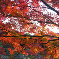 晩秋の京都に行く