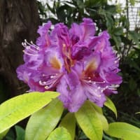 春爛漫　その３