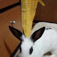 脱走中