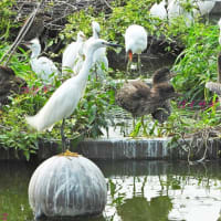 カイツブリ　残念