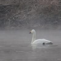 川島町の白鳥