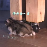 「なぜ放し飼いになっていたのか」って？