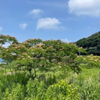 夏本番